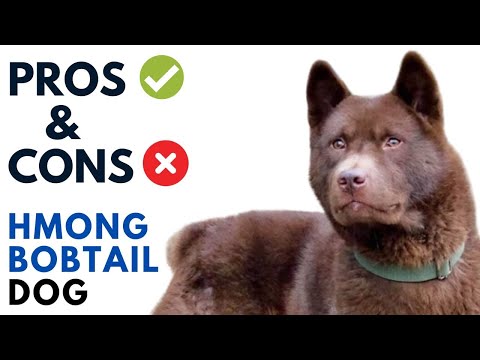 Hmong Dog