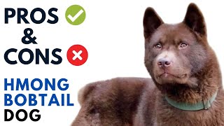 Hmong Bobtail Dog Pros and Cons | Chó H'Mông Cộc đuôi Advantages and Disadvantages