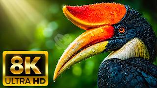 AMAZING WILDLIFE 8K ULTRA HD – Creatures Around the World in 60FPS