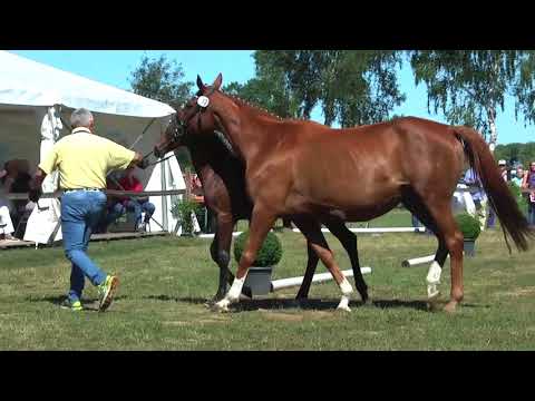 Sudweyher Fohlenschau 2018 - Kat.-Nr. 13