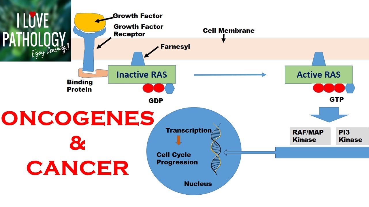 NEOPLASIA 2: HALLMARKS OF CANCER : Protooncogenes, Oncogenes & Oncoproteins