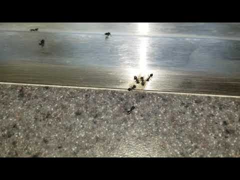 Leftover Cake Attracts Acrobatic Ants in Howell, NJ