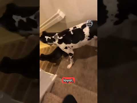 Great Danes: The Gentle Giants Who Think They're Lap Dogs! 🐕