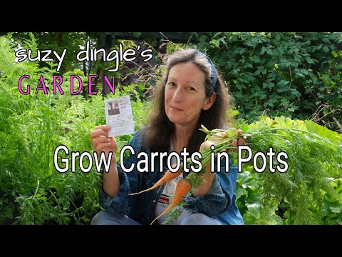 VICTORY GARDEN! Growing CARROTS FROM SEED and HOW LONG TO GROW Carrots