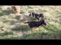 Miniature Dachshund dogs for sale: Bear - Video 1