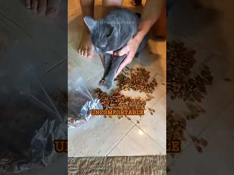 🍚OMG! 🐱 Why My Cat Scoops Food Out of the Bowl?🐱🍴