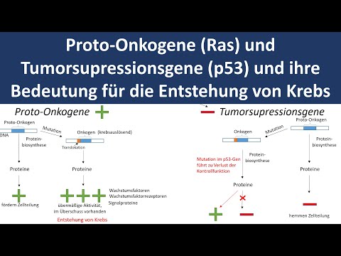 Proto-Onkogene und Tumorsupressionsgene [Ras / p53] - [Entstehung von Krebs] - [Biologie, Oberstufe]