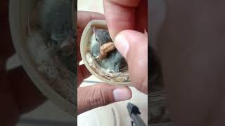 Download lagu Cara Memberi Makan Anak Burung Prenjak mp3 Download lagu Cara Memberi Makan Anak Burung Prenjak mp3