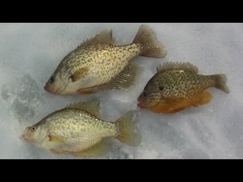 Bait Fishing #71 – Jigging for a Few Late Ice Panfish