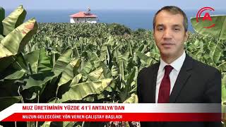 ANTALYA MUZ ÜRETİMİNİN YÜZDE 41’İNİ KARŞILIYOR