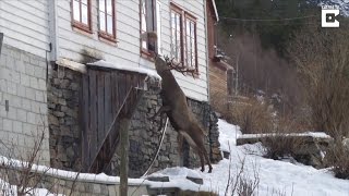 Wild Deer Climbs To Elderly Woman's Window Twice a Day For a Snack