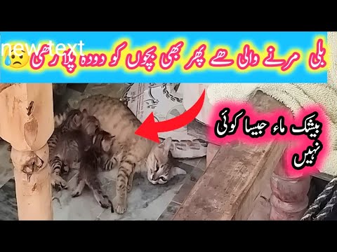 بلی مرنے والی ہے پھر بھی اپنے بچوں کو دودہ پلا رہی ہے 😪😪