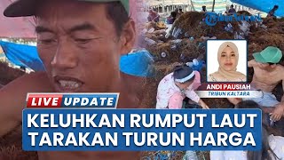 Pembudidaya Rumput Laut Tarakan Keluhkan Harga Turun, Kini Hanya Rp10 Ribu Per Kg