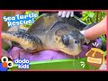 How Will Rescuers Use HONEY To Save This Sea Turtle? | Rescued! | Dodo Kids