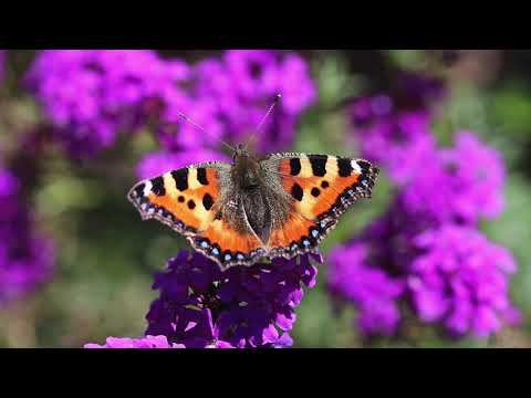 Podcast 2 - Lebst du in der Energie der Liebe oder der Angst?