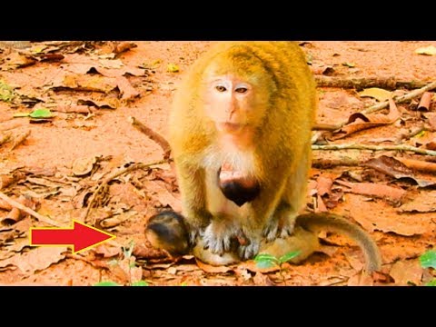 Omg! Why Breen Step On Baby Like This! What's Gonging On All Monkeys, How Baby Scared!