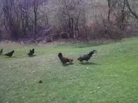 knusi zi+knusi kuq=knusi si,fiton