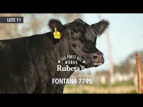 RUBETA FONTANA 7795 - LOTE 11