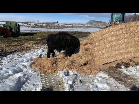 Highland Bull Destroys a straw bale