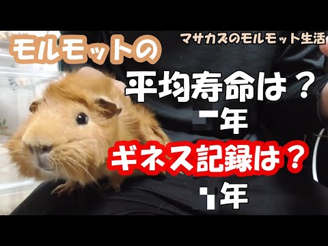 モルモットはどのくらい生きますか