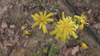Pilosella caespitosa, Hieracium caespitosum, meadow hawkweed, yellow hawkweed, field hawkweed