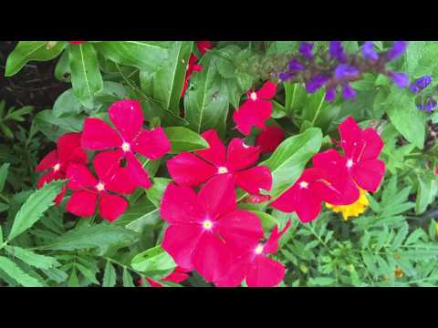 Ann Hampton Callaway Sings "Revelation"