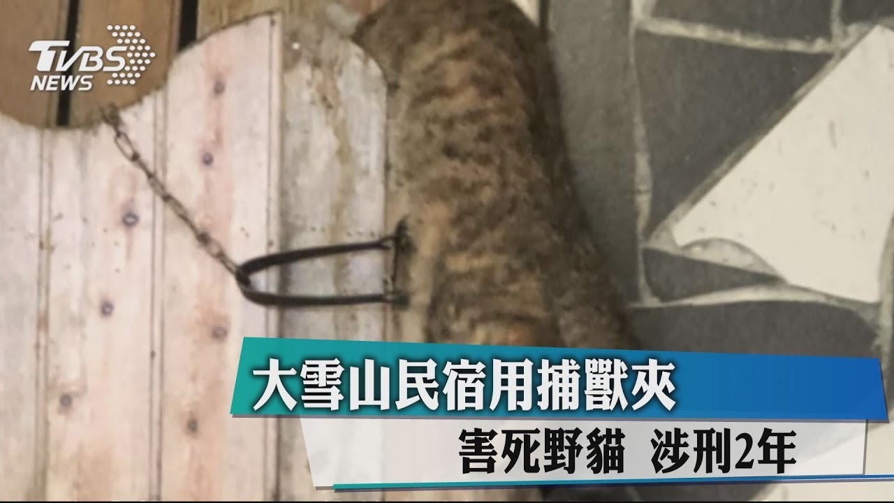 大雪山民宿用捕獸鋏害死浪貓 涉刑2年