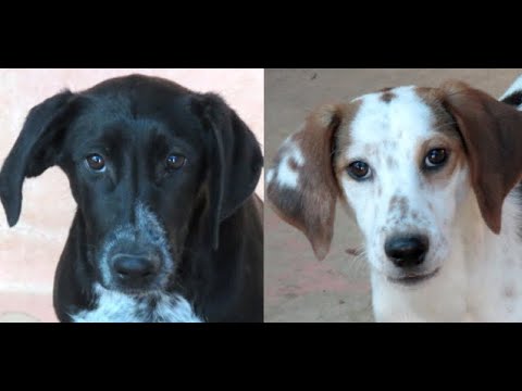 Zypernhunde Jemal und Aisha