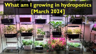 What am I growing | March 2024 | Aerogarden iDoo LetPot Spider Farmer AHopeGarden RainPoint Mufga