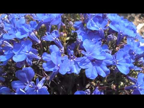 Lobelia: Lobelia erinus