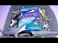 Shark Toys Facts Great White Shark Hammerhead Sawfish Tiger Shark Bamboo Shark Nurse Shark