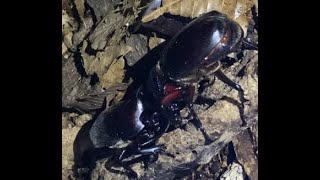 夏の大一番カブトムシ達の魂の戦い！