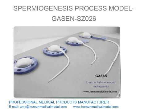 SISTEMA REPRODUTOR MASCULINO MODELO CORPO HUMANO PROCESSO ESPERMIOGÊNESE MODELO GASEN SZ026（副本）