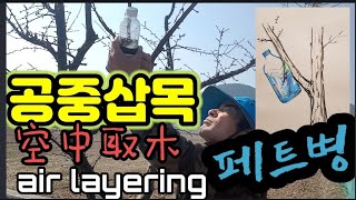 공중취목 air layering  空中取木 홀로 감자 심는법