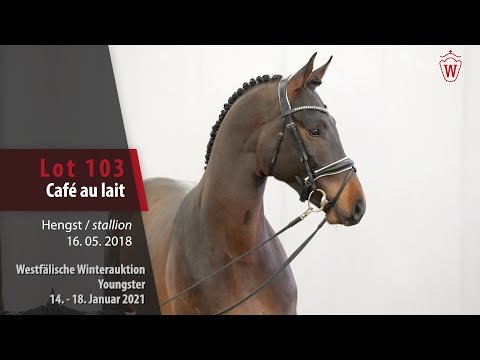 Winterauktion Youngster Lot 103 Café au lait Hengst v. Conthargos - Cornet Obolensky