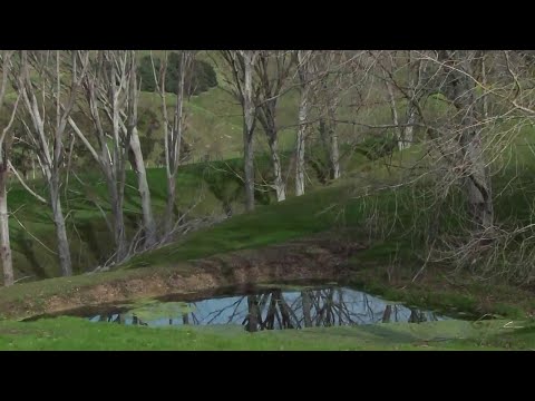 New Zealand poplar farm milling - an introduction