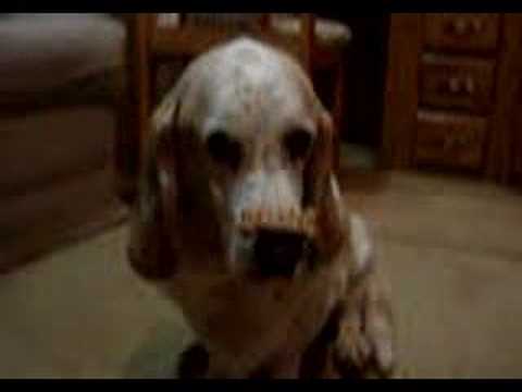 Rocket eats his biscuit!