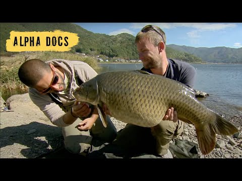 City River Full of Giant Fish | Monster Carp | Full Episode
