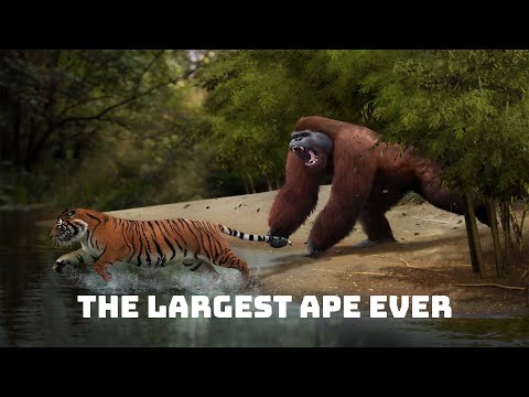 The Largest Primate Ever