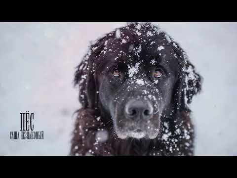 Саша Незнакомый - Пёс