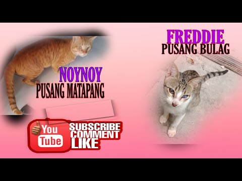 CAT Pusang Freddie, At Pusang Noynoy #catvideos #cat #cats #catlover