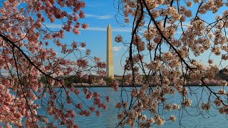 Gorgeous 2023 Cherry Blossoms In Washington DC on the "Cherry Blossom Cruise"