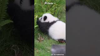 As Long As I Can't See You, You Can't See Me, Right? | iPanda #shorts