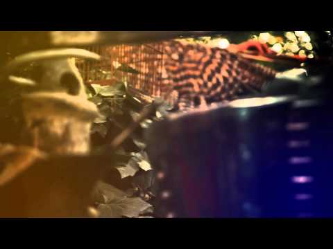 Leah Song - Love Stays (Acoustic)