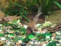 Corydoras(ln8sc4) sp. (Cw058) Corydoras(ln8sc4) sp. (Cw058)