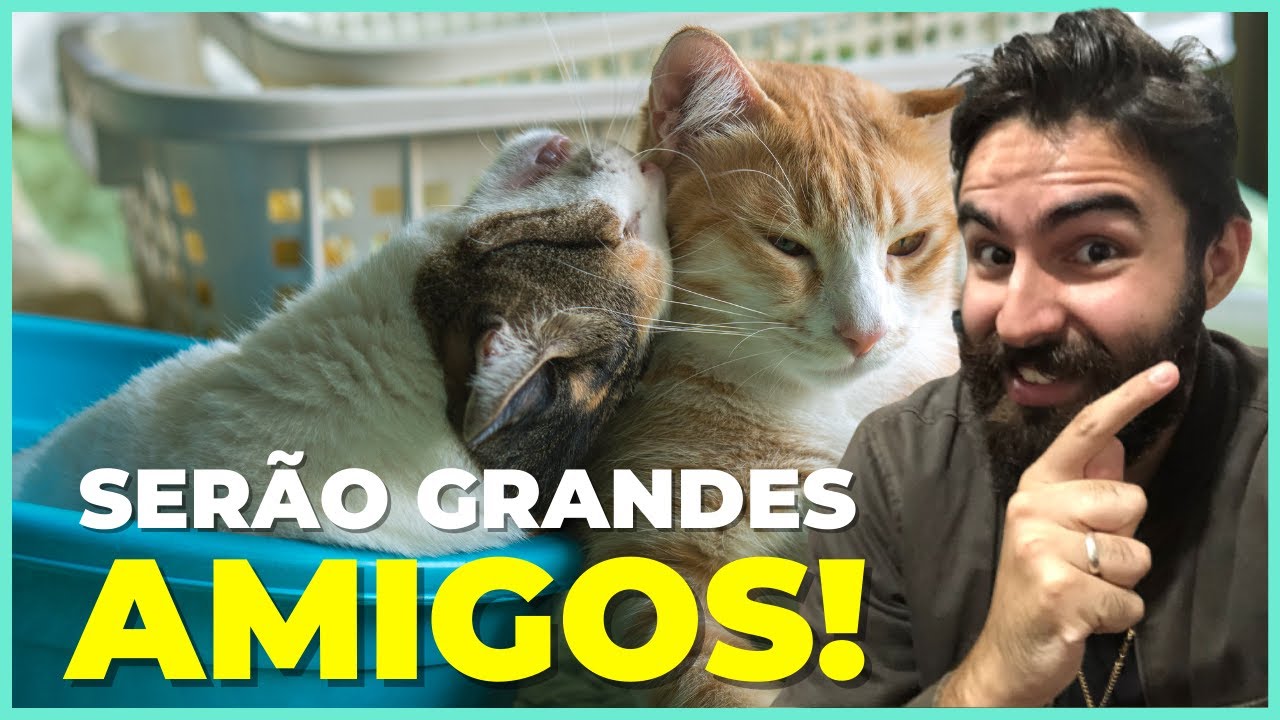 Método INFALÍVEL Para Dois Gatos Serem Amigos!