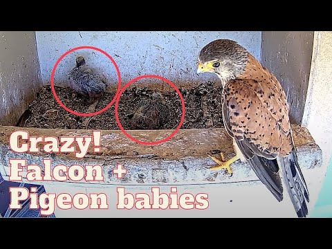 Dramatic Wildlife Moment: Falcon (Kestrel) Visits Unattended Pigeon Nestlings. What Will Happen?