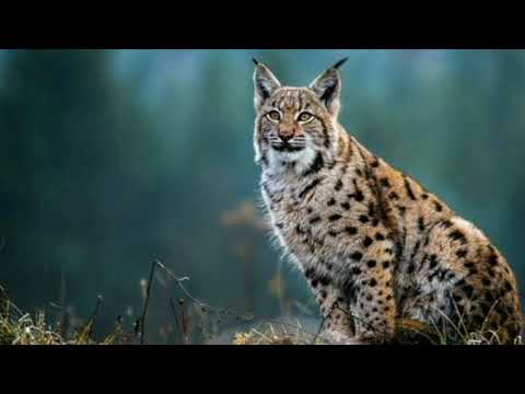 Medium Sized Wild Cats Lynx vs. Caracal vs. Serval... Weight, Size and Habitat comparison!