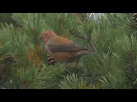 Parrot Crossbill; Adult male at Sandhamn, Sweden.