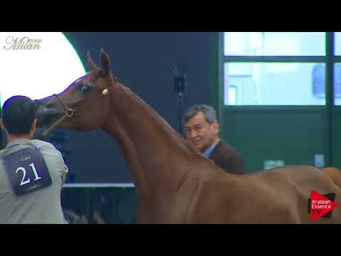 N.21 ORFALINE KA - Milan 2018 - 2 Years Old Fillies (Class 2)